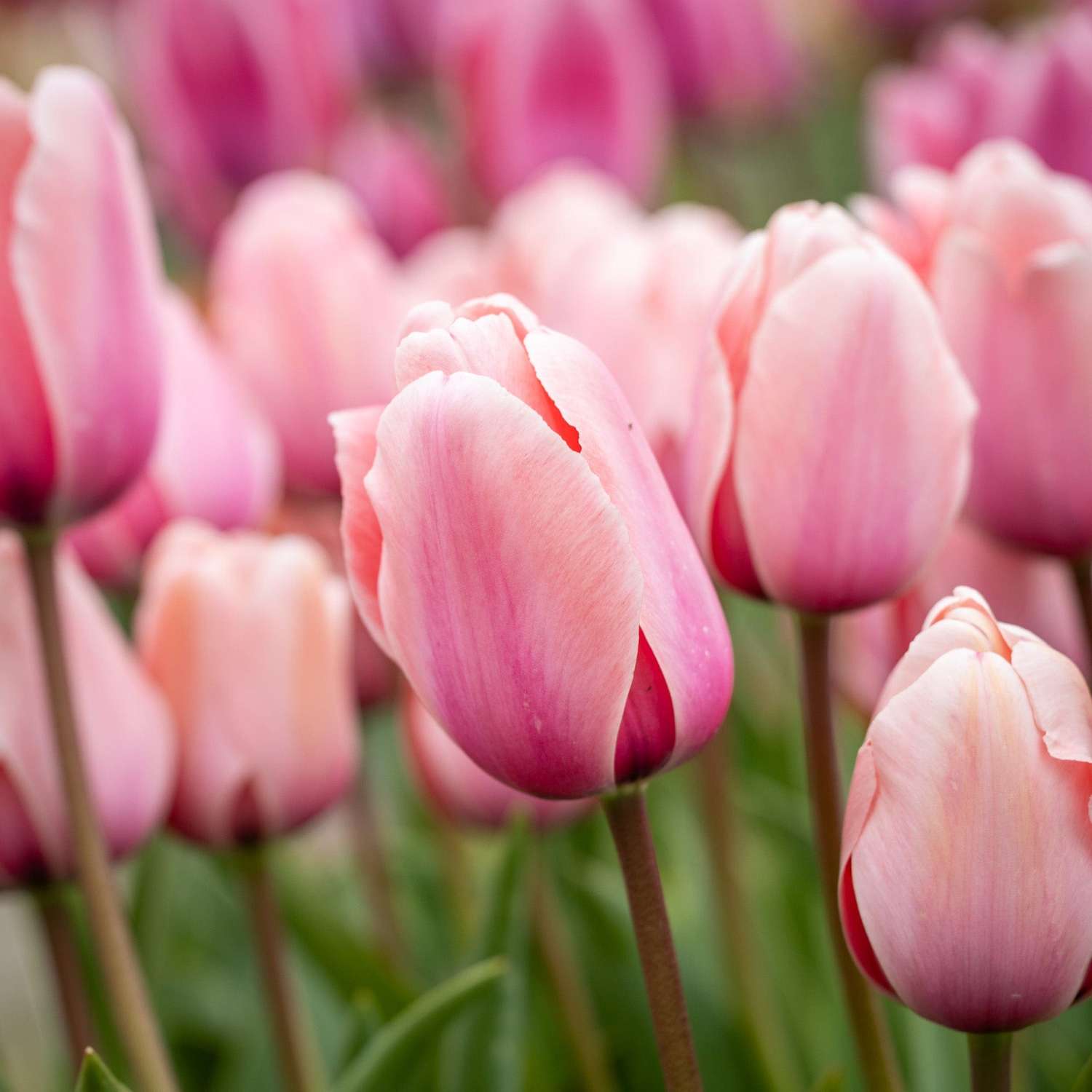 Tulp 'Salmon Impression'